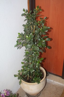 plant.JPG
