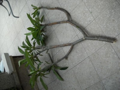 DSCN0044.JPG