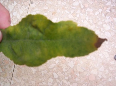Picture 183.jpg