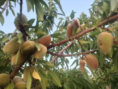 Almonds.jpg