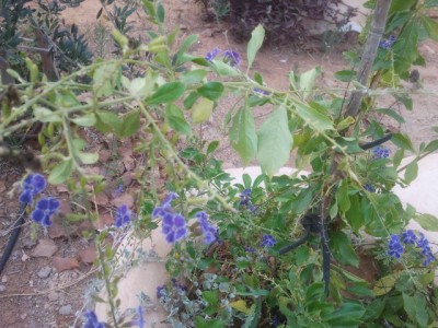 2013-06-27 07.21.26.jpg