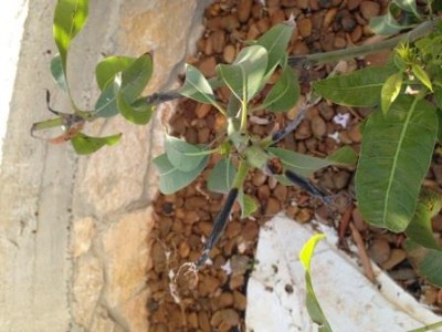 מנגו 2.jpg