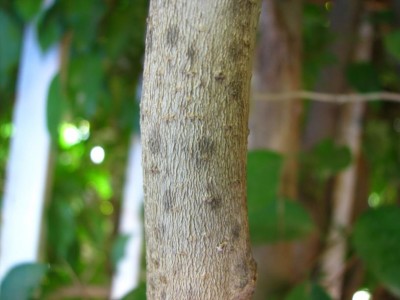 IMG_62072.JPG (59.22 KiB) נצפה 2707 פעמים IMG_62072.JPG