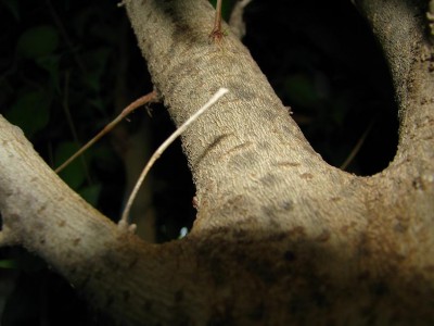 IMG_62012.JPG (66.68 KiB) נצפה 2705 פעמים IMG_62012.JPG