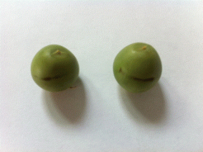 1.gif