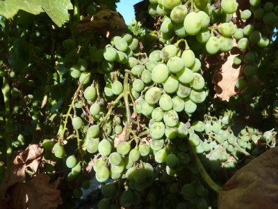 P1010977 מוקטן.jpg