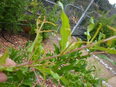 P1010985 מוקטן.jpg