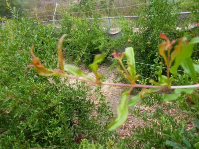 P10109862  מוקטן.jpg