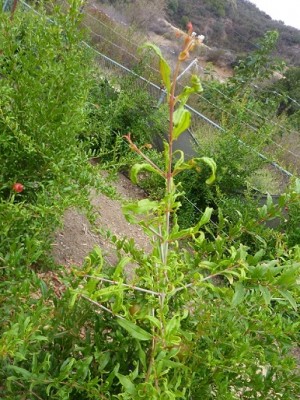 P1010987 מוקטן2.jpg