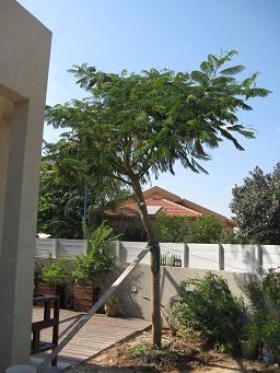 עצים 006.JPG