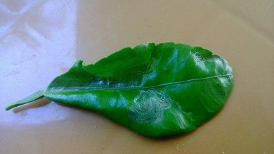 WP_20130723_002.jpg