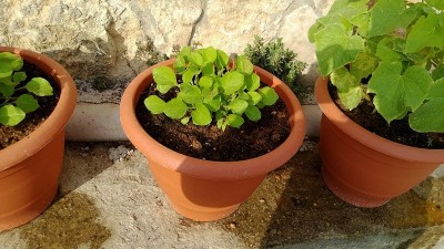 WP_20130728_002_2.jpg