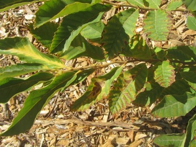 IMG_3468 מוקטן 2.jpg