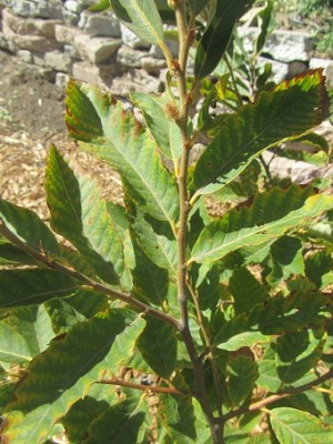 IMG_3469 מוקטן.jpg