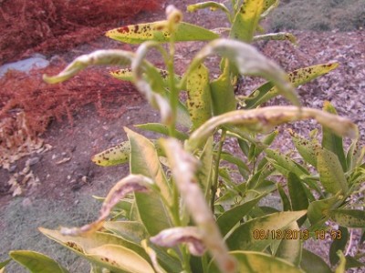IMG_3684 מוקטן.jpg