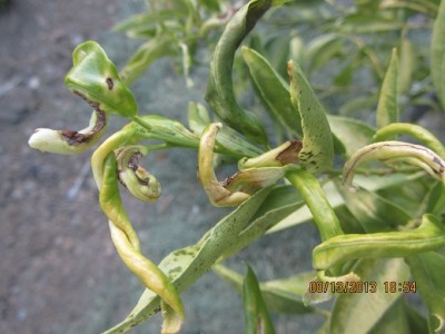 IMG_3685 מוקטן.jpg