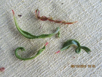 IMG_3687 מוקטן.jpg
