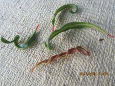 IMG_3688 מוקטן.jpg