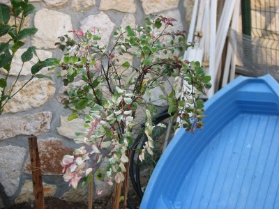 IMG_5487.JPG