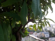 פיטנה 2 (2).jpg