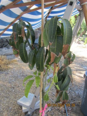 IMG_3699 מוקטן.jpg