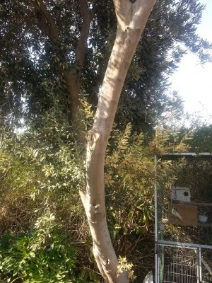 2זית ביטון גזע.jpg