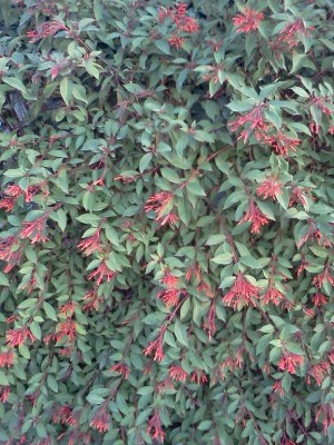 IMG118.jpg