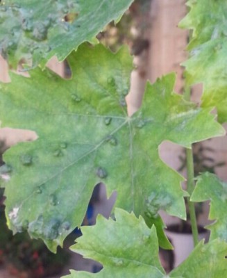 20130926_151326-1-1.jpg