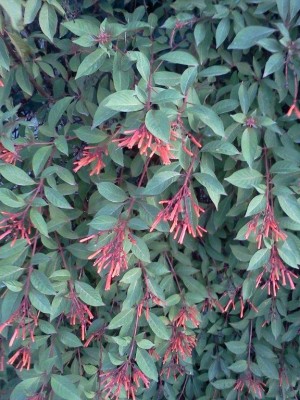 IMG119.jpg