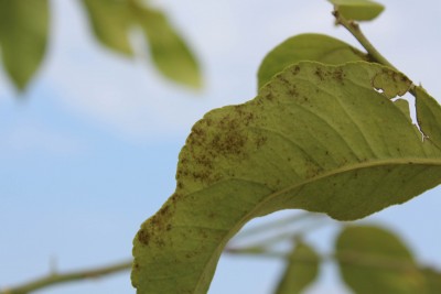 Limon #2_e.jpg