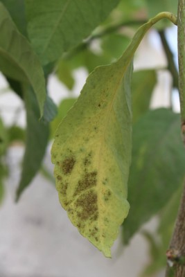 Limon #5_e.jpg