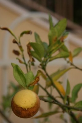 lemon1.jpg