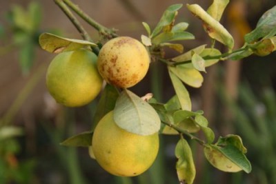 lemon2.jpg