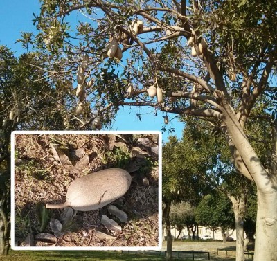 tree.jpg