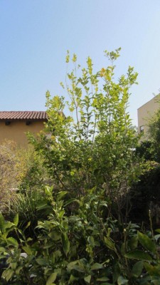 IMG_3650_1.jpg