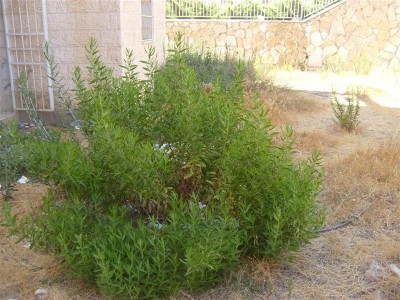 עשבייה 2.JPG