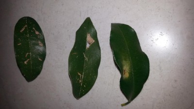20140114_063309.JPG