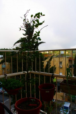 IMG_8081.JPG