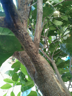 מזיק2 בפומלית.gif