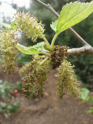תות2.gif
