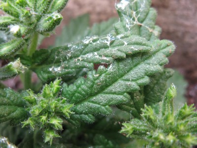 IMG_2114 - עותק.JPG