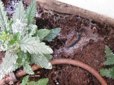IMG_2112 - עותק.JPG