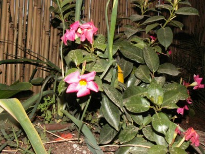 PICT0190.JPG