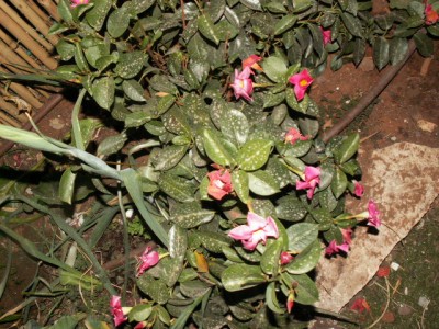 PICT0191.JPG