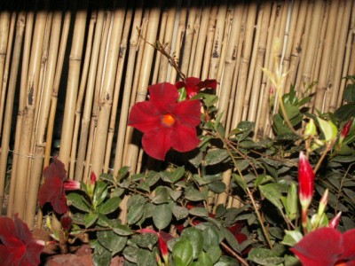 PICT0193.JPG
