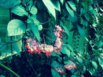 photo1.jpg (175.62 KiB) נצפה 3079 פעמים photo1.jpg