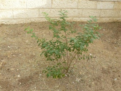 P1140534 bush in the yard (Small).JPG