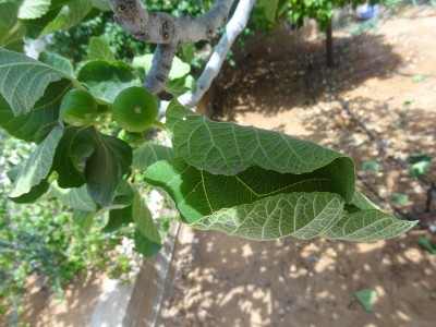 DSC01373 - Copy.JPG