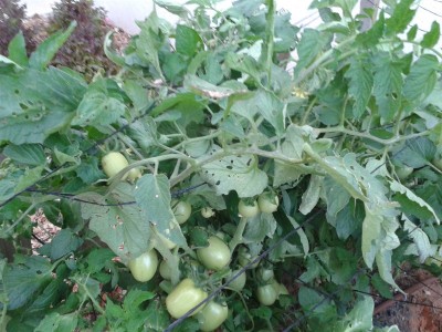 עגבניה1_800x600.jpg
