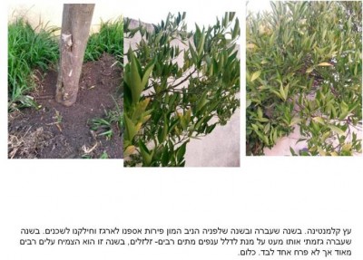 כל הקלמנטינה ותיק.jpg